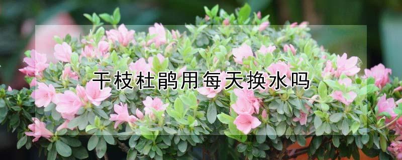干枝杜鹃用每天换水吗（干枝杜鹃用什么水养）