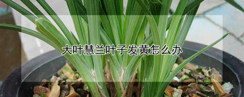 大叶慧兰叶子发黄怎么办 大叶惠兰叶子枯黄
