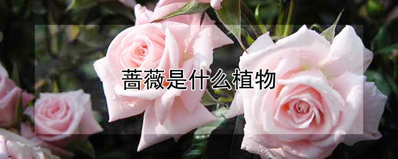 蔷薇是什么植物（蔷薇是什么植物裸子还是被子）