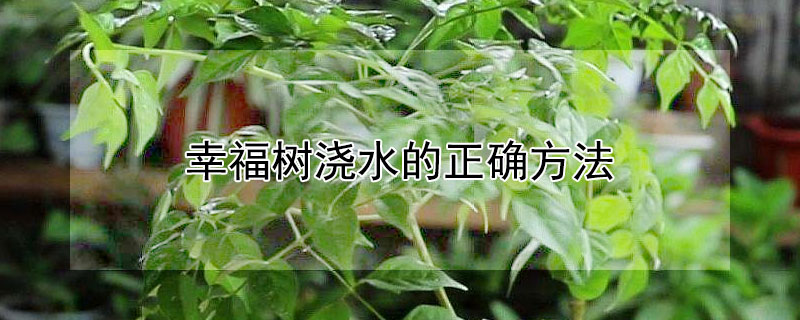 幸福树浇水的正确方法（幸福树浇水七句口诀）