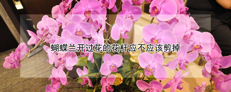 蝴蝶兰开过花的花杆应不应该剪掉（蝴蝶兰开过花的花杆应不应该剪掉叶子）