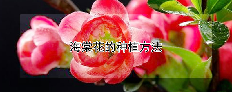 海棠花的种植方法 海棠花的种植方法与管理