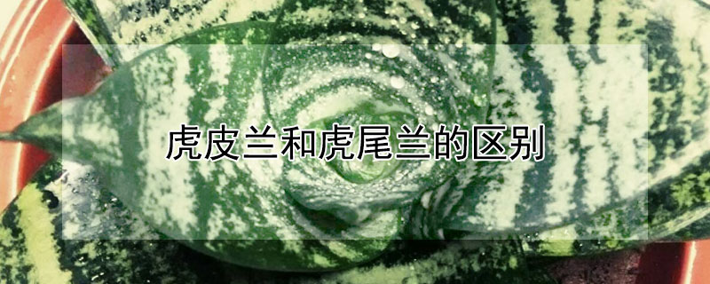 虎皮兰和虎尾兰的区别 虎皮兰和虎尾兰的区别图片