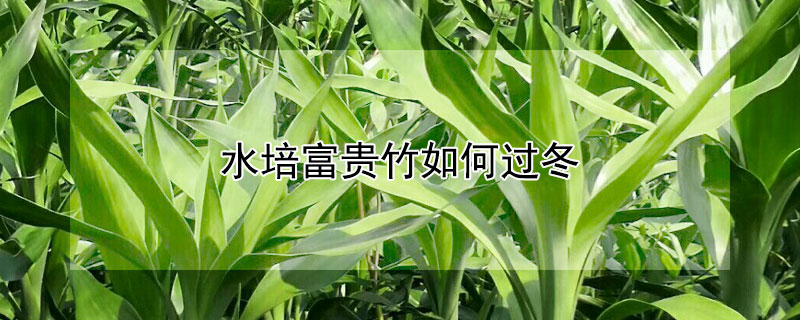 水培富贵竹如何过冬 水培富贵竹如何过冬视频