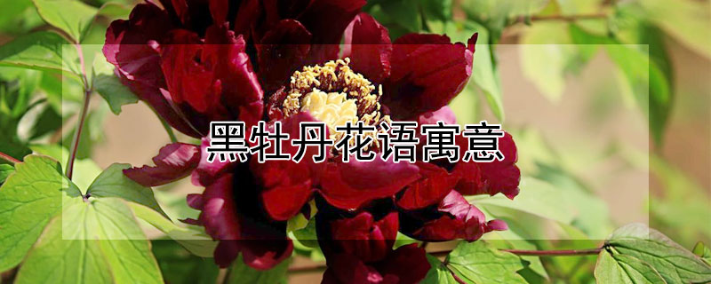 黑牡丹花语寓意（黑牡丹花语是什么意思）