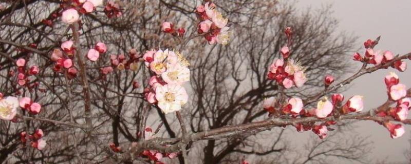 杏花的寓意和象征 杏花的寓意和象征的诗句