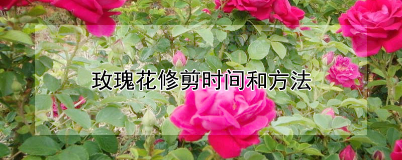 玫瑰花修剪时间和方法 玫瑰花修剪时间和方法视频教程