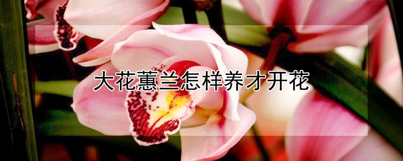 大花蕙兰怎样养才开花 大花蕙兰怎样养才开花多