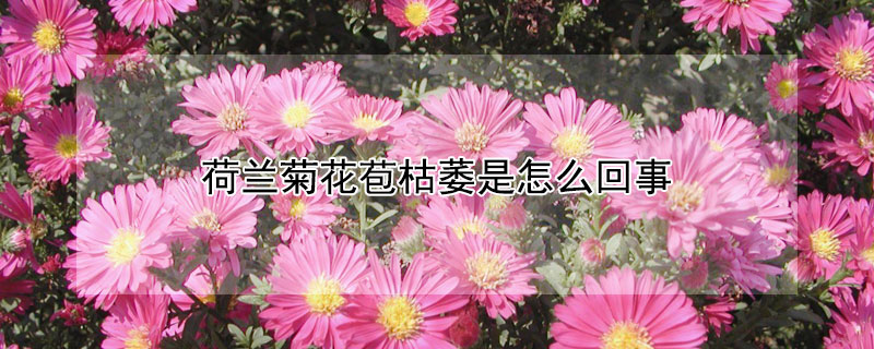 荷兰菊花苞枯萎是怎么回事（荷兰菊花苞枯萎是怎么回事啊）