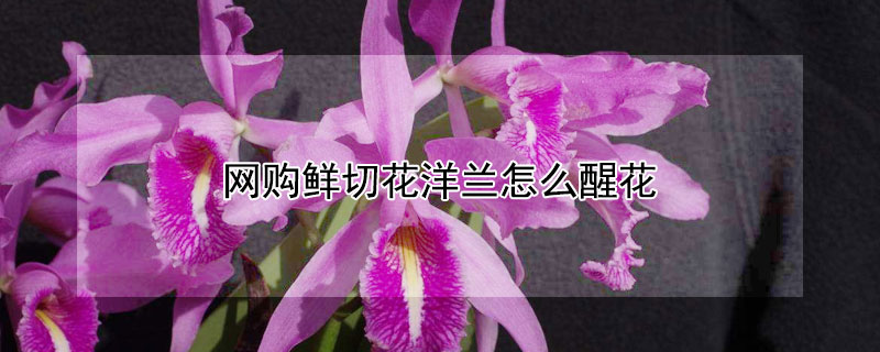 网购鲜切花洋兰怎么醒花 洋兰怎样醒花