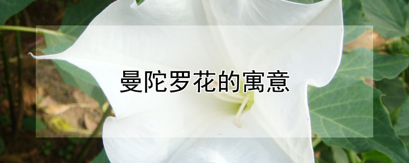 曼陀罗花的寓意 曼陀罗花的寓意和花语
