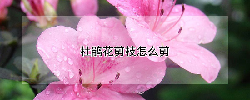 杜鹃花剪枝怎么剪 杜鹃花剪枝方法