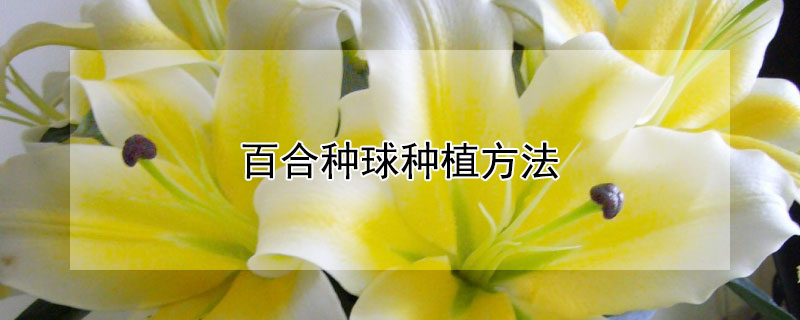 百合种球种植方法 百合种球种植方法和注意事项