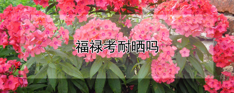 福禄考耐晒吗（福禄考如何养护）