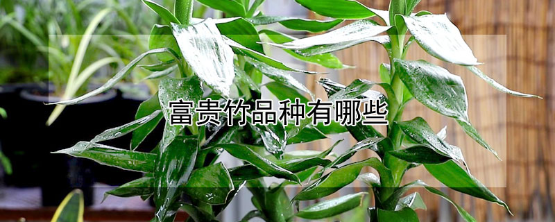 富贵竹品种有哪些（富贵竹品种及名称）