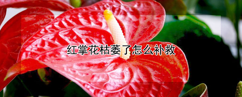 红掌花枯萎了怎么补救 红掌花枯萎了怎么补救呢