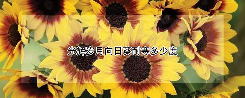 光辉岁月向日葵耐寒多少度（光辉岁月向日葵最低能耐几度低温）