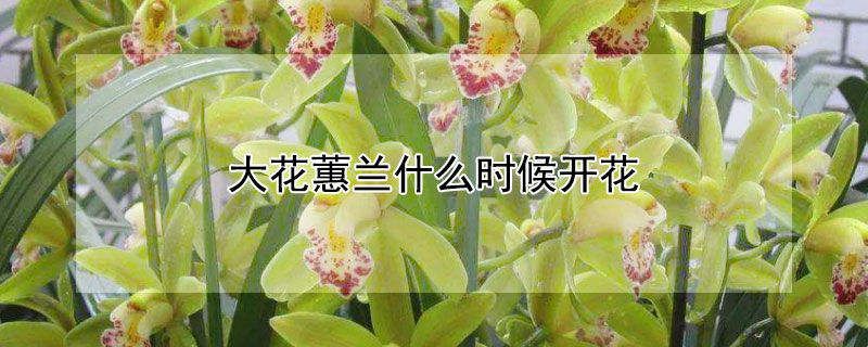 大花蕙兰什么时候开花（大花蕙兰什么时候开花抽花剑）