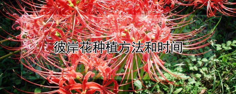 彼岸花种植方法和时间 彼岸花要养几年才开花