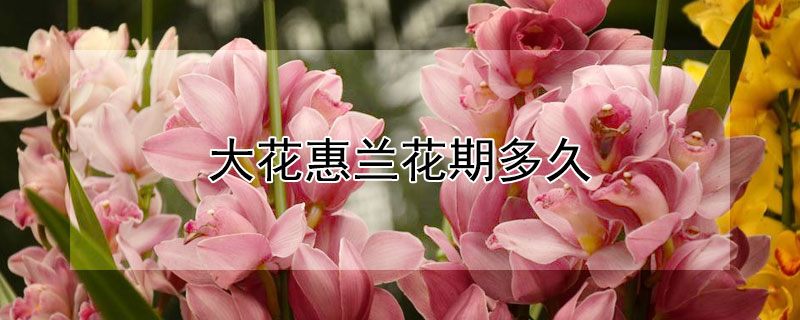 大花惠兰花期多久（大花惠兰花期多久开花）