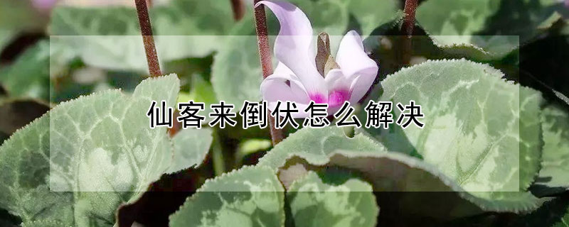 仙客来倒伏怎么解决 仙客来倒下去了怎么办