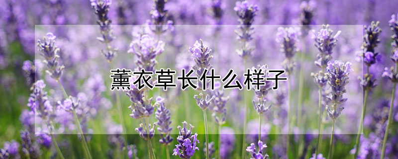 薰衣草长什么样子（薰衣草长什么样子图片 颜色）