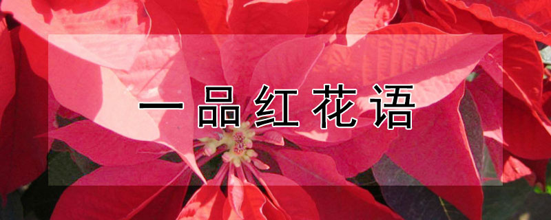 一品红花语 一品红花语是什么