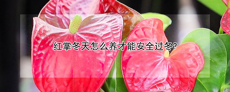 红掌冬天怎么养才能安全过冬?（红掌冬天怎么养才能安全过冬）