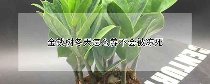 金钱树冬天怎么养不会被冻死 金钱树冬天好养吗?