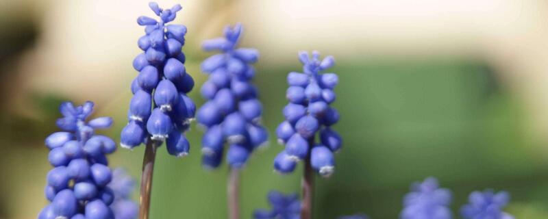 葡萄风信子的花语（葡萄风信子的花语为什么忧郁孤独）