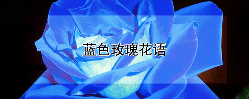 蓝色玫瑰花语（蓝色妖姬玫瑰花语）
