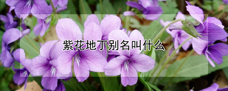 紫花地丁别名叫什么 紫花地丁别名叫什么呢