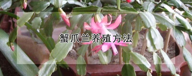 蟹爪兰养殖方法（蟹爪兰养殖方法介绍）