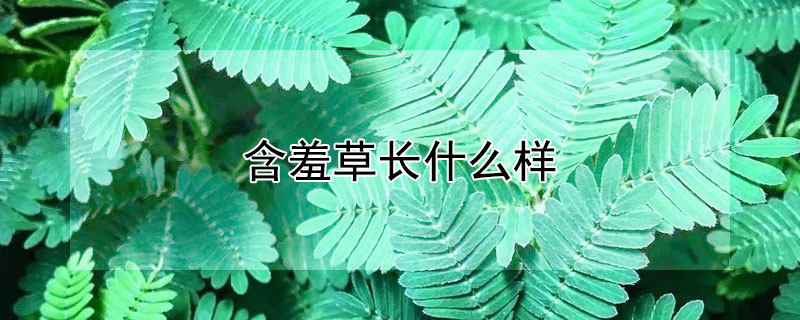 含羞草长什么样 含羞草长什么样子 简单描述