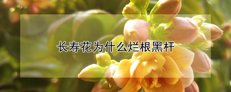 长寿花为什么烂根黑杆（长寿花烂根黑杆的原因）