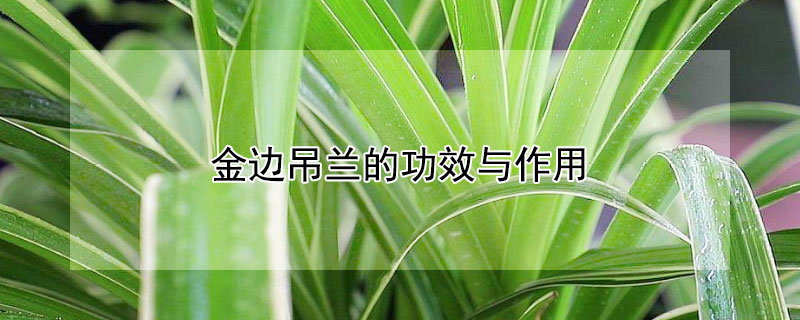 金边吊兰的功效与作用 金边吊兰的功效与作用能除风湿吗