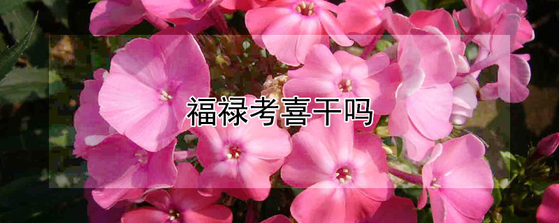 福禄考喜干吗（福禄考有几种颜色）