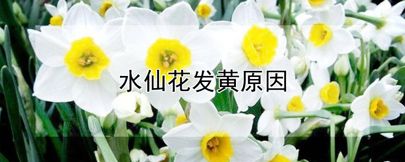 水仙花发黄原因（水仙花发黄原因是什么）