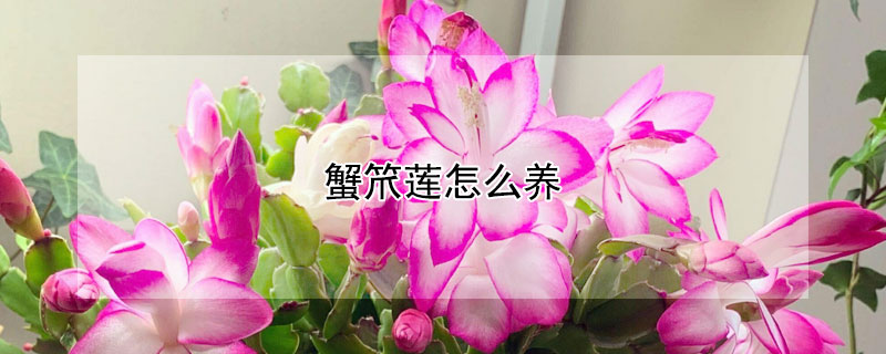 蟹笊莲怎么养（蟹爪兰的十大忌讳）