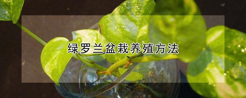 绿罗兰盆栽养殖方法 绿罗兰盆栽养殖方法幸福树