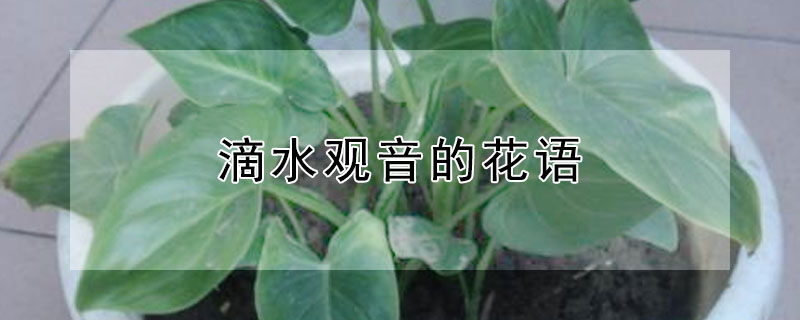 滴水观音的花语（植物滴水观音的图片）
