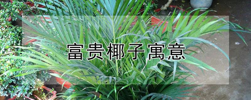 富贵椰子寓意（富贵椰子寓意和象征）