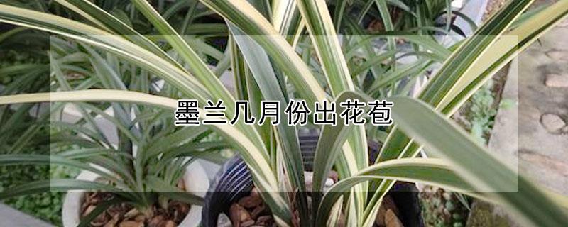 墨兰几月份出花苞 墨兰几月份出花苞能出土