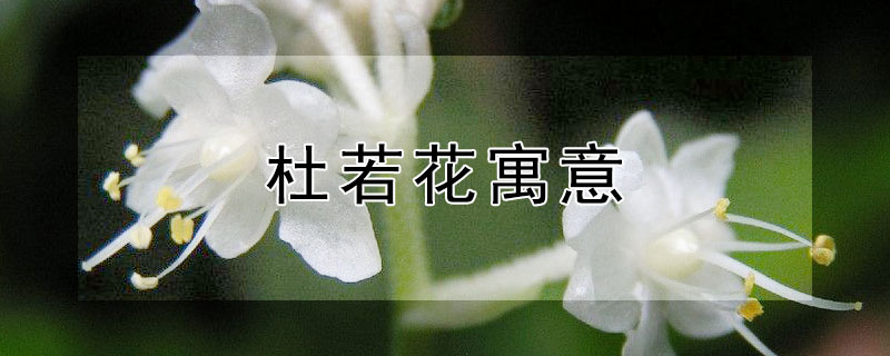 杜若花寓意（杜若花语杜若花图片）