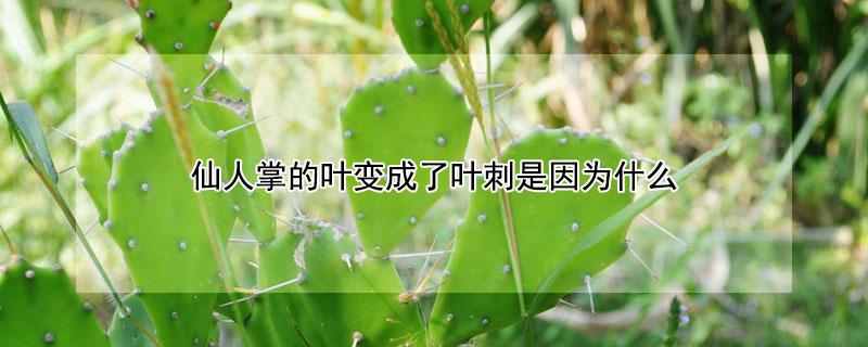 仙人掌的叶变成了叶刺是因为什么（仙人掌的叶变成叶刺的因素是）