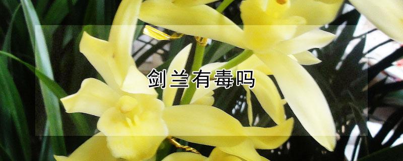 剑兰有毒吗 剑兰有毒吗 能放在卧室里吗