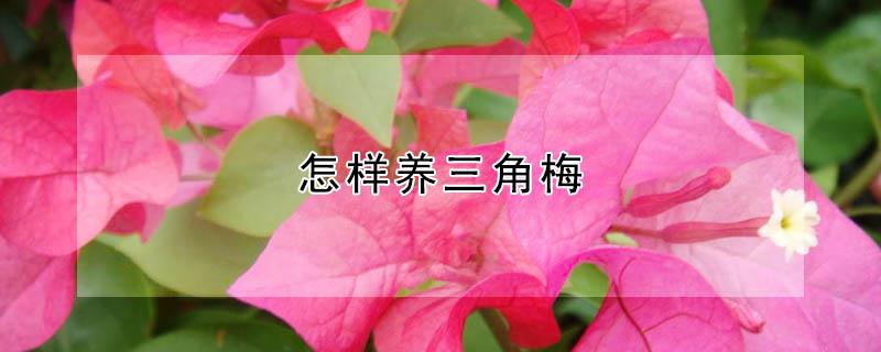 怎样养三角梅 北方冬季怎样养三角梅