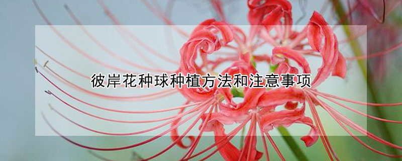 彼岸花种球种植方法和注意事项（彼岸花种球需要剥皮吗）