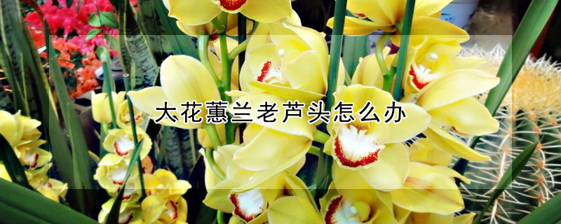 大花蕙兰老芦头怎么办（大花蕙兰芦头什么时候去除）