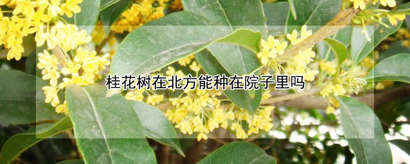 桂花树在北方能种在院子里吗 庭院十大吉祥之树